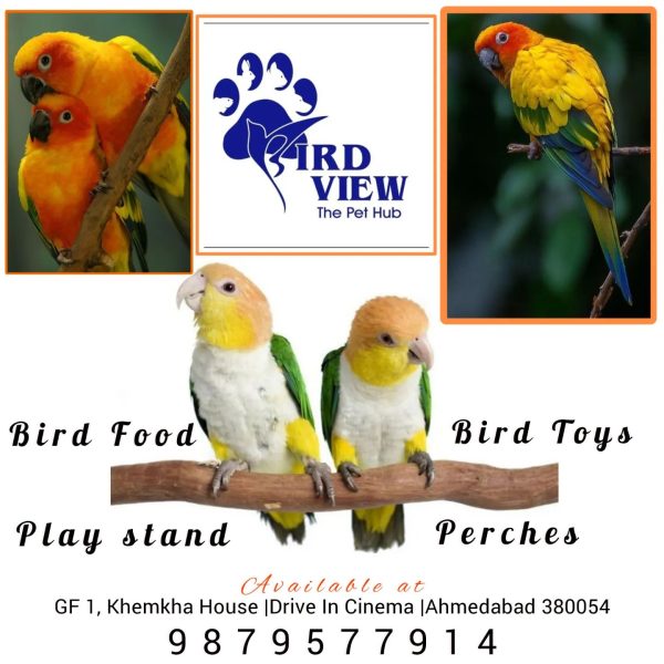 riddhiat_1731566914114